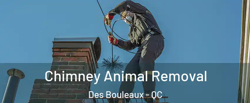 Chimney Animal Removal Des Bouleaux - QC