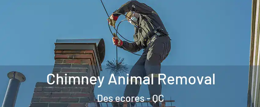 Chimney Animal Removal Des ecores - QC