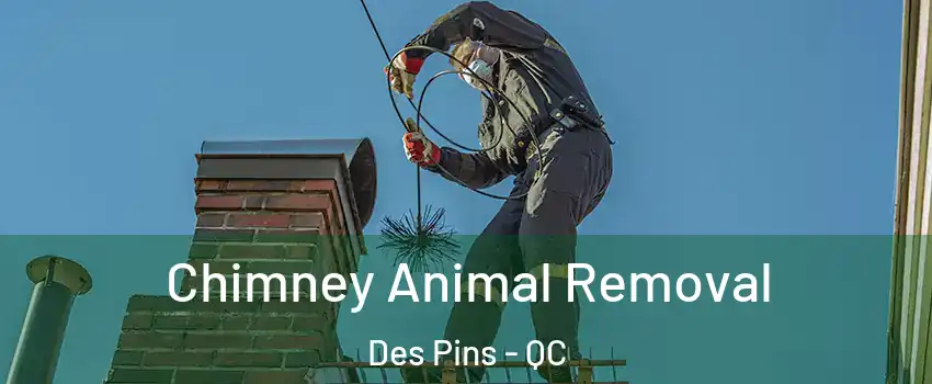Chimney Animal Removal Des Pins - QC