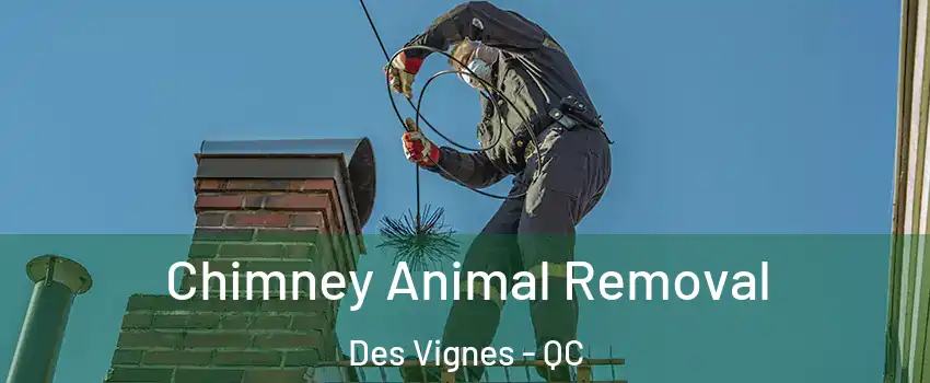 Chimney Animal Removal Des Vignes - QC