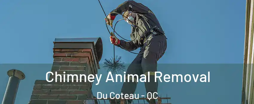 Chimney Animal Removal Du Coteau - QC