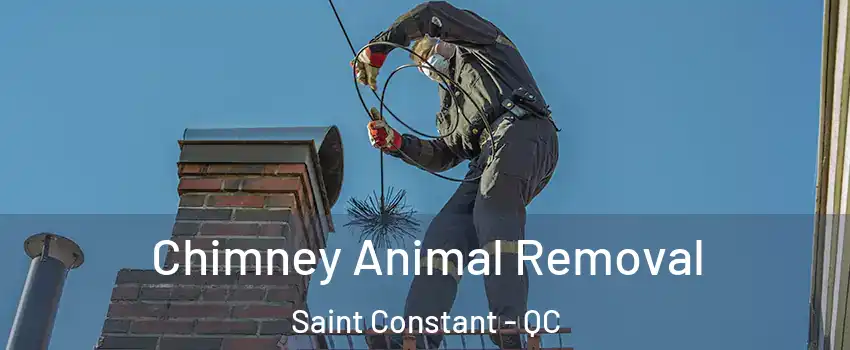 Chimney Animal Removal Saint Constant - QC