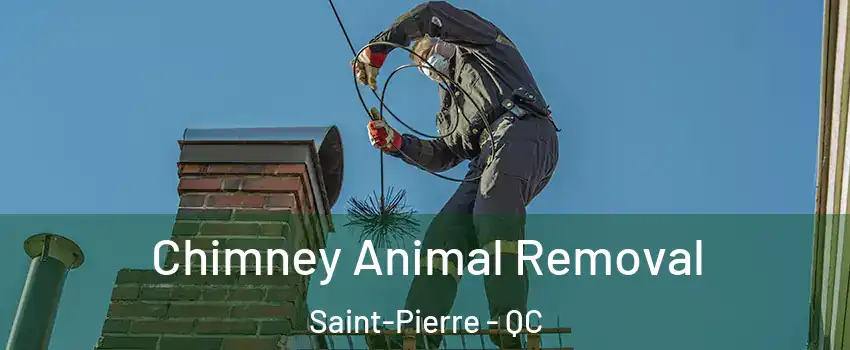 Chimney Animal Removal Saint-Pierre - QC